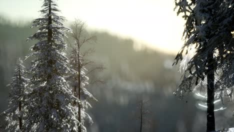 Herrliche-Weihnachtsszene-Im-Bergwald.-Bunter-Wintersonnenaufgang
